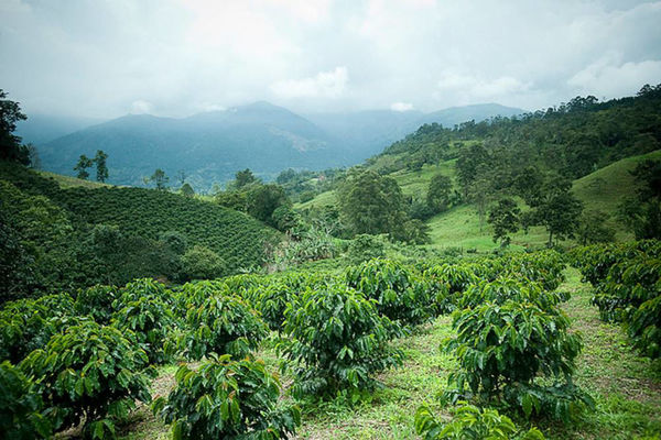 Imagen de Bogota y La Zona Cafetera -6 días