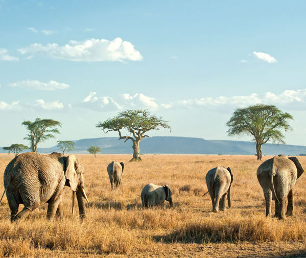 Imagen de Special Tour - Aventura de Kenia y Tanzania